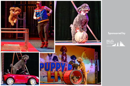 puppies doing tricks